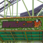 Wildcat