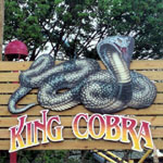 King Cobra