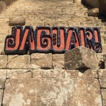 Jaguar!