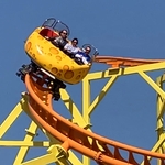 Wild Mouse