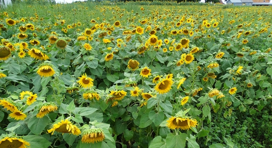 22 Acres Farm