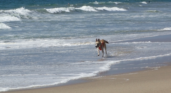 Venice Beach