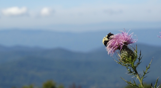Skyline Drive
