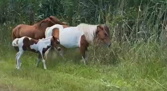Assateague Island