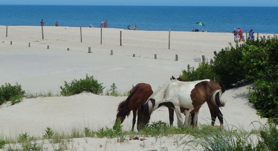 Assateague Island