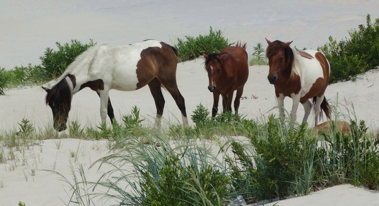 Assateague Island