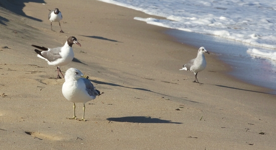 Ocean City