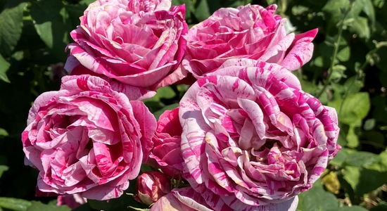 Rose Garden