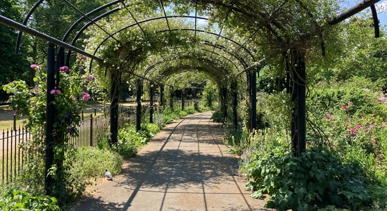 Rose Garden