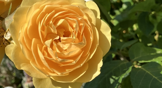 Rose Garden
