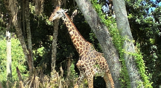 Kilimanjaro Safari