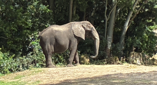 Kilimanjaro Safari