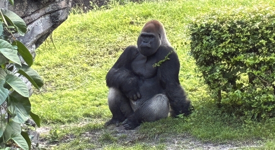 Gorilla Falls Exploration Trails