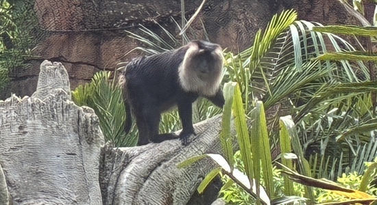 Maharajah Jungle Trek