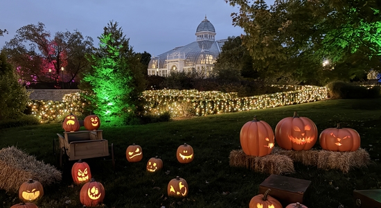 Pumpkins Aglow