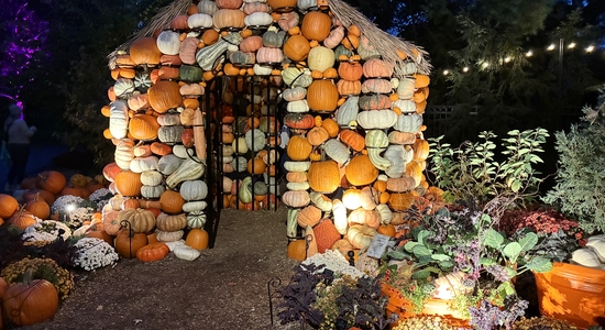 Pumpkins Aglow