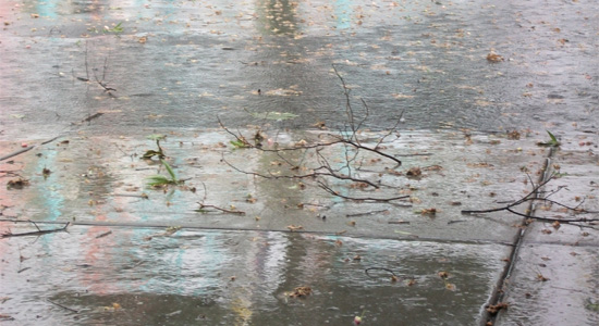 Rain and wind blown limbs