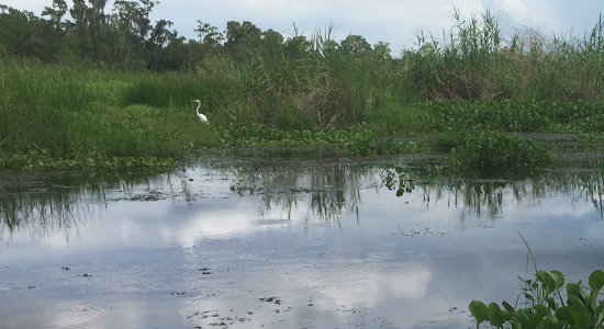 Airboat Adventures