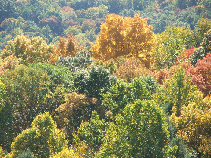 Conkles Hollow
