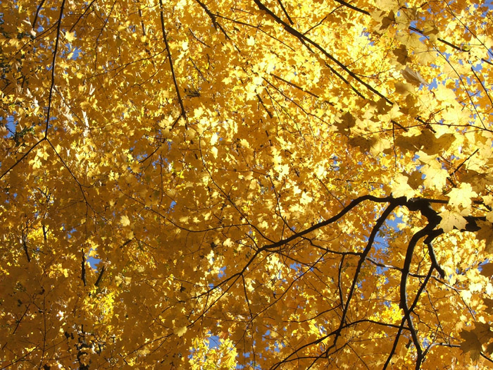 Conkles Hollow