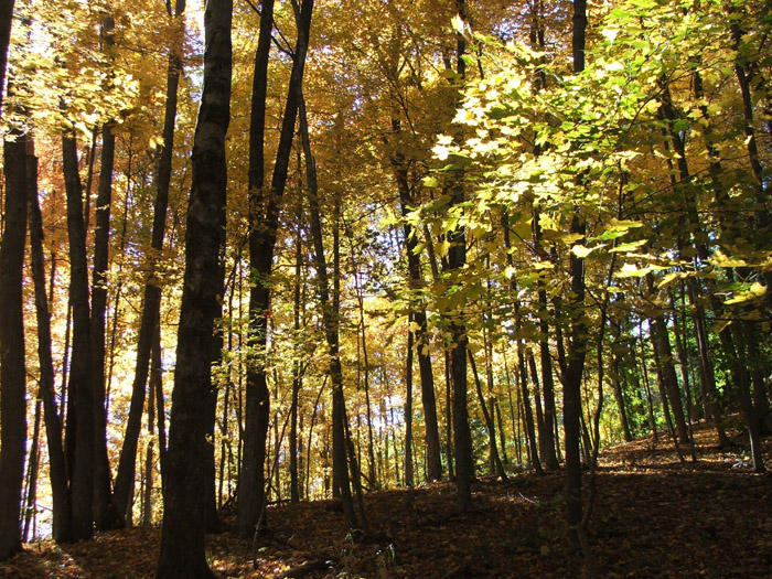 Conkles Hollow