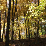 Conkles Hollow