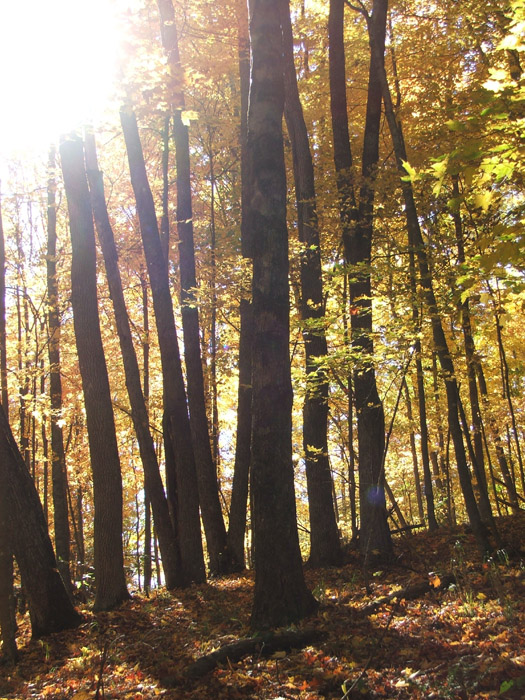 Conkles Hollow