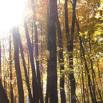 Conkles Hollow