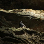 Ash Cave