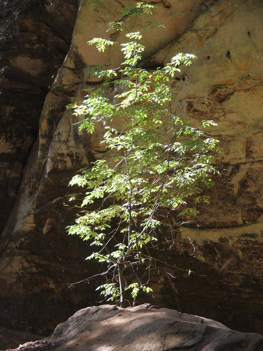 Ash Cave