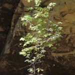 Ash Cave