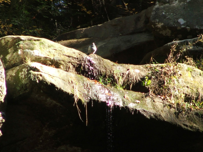Ash Cave