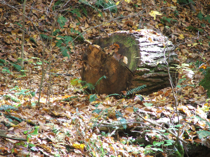 Ash Cave