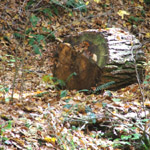 Ash Cave