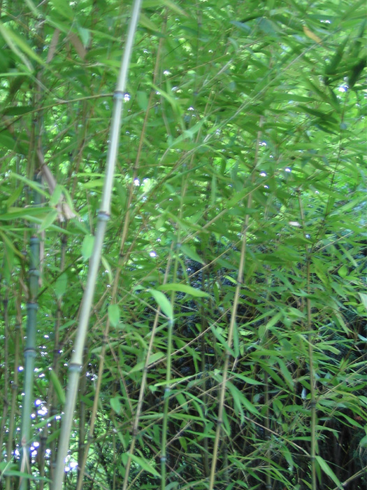 Japanese Garden