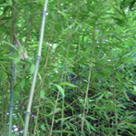 Japanese Garden
