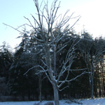 Ice Storm