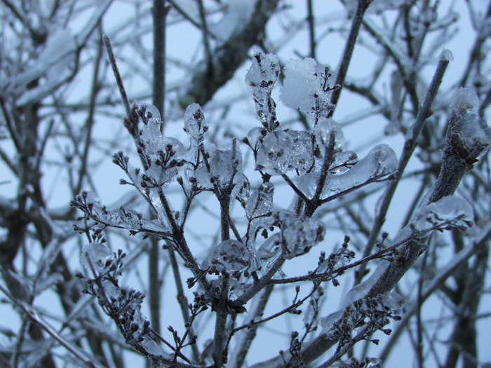 Ice Storm