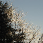 Ice Storm