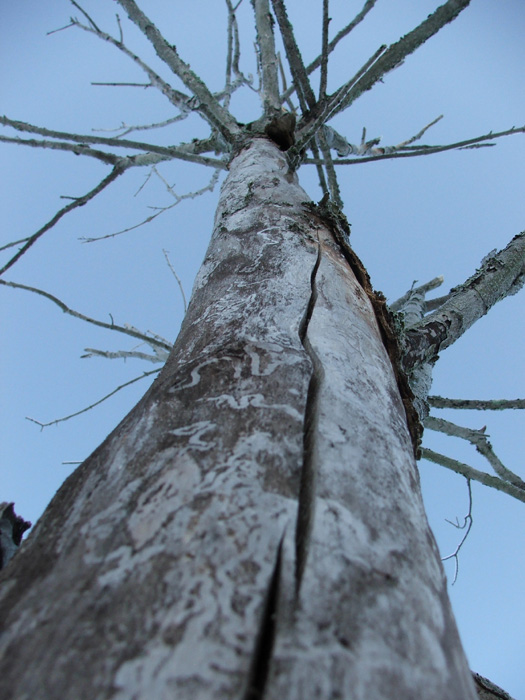 Ice Storm