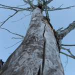 Ice Storm