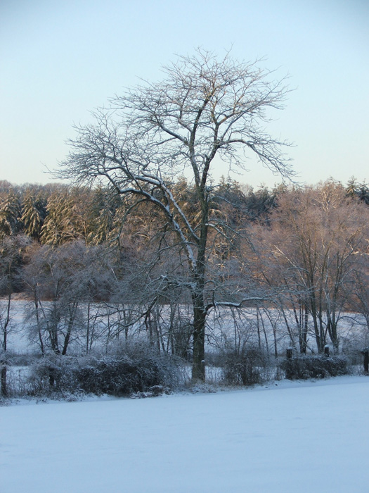 Ice Storm
