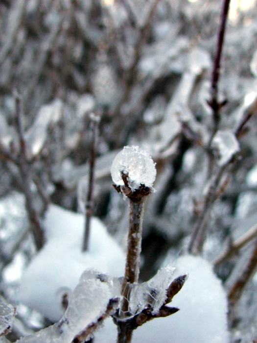 Ice Storm