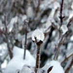 Ice Storm