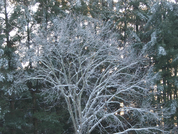 Ice Storm