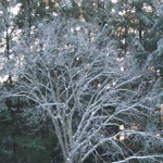 Ice Storm