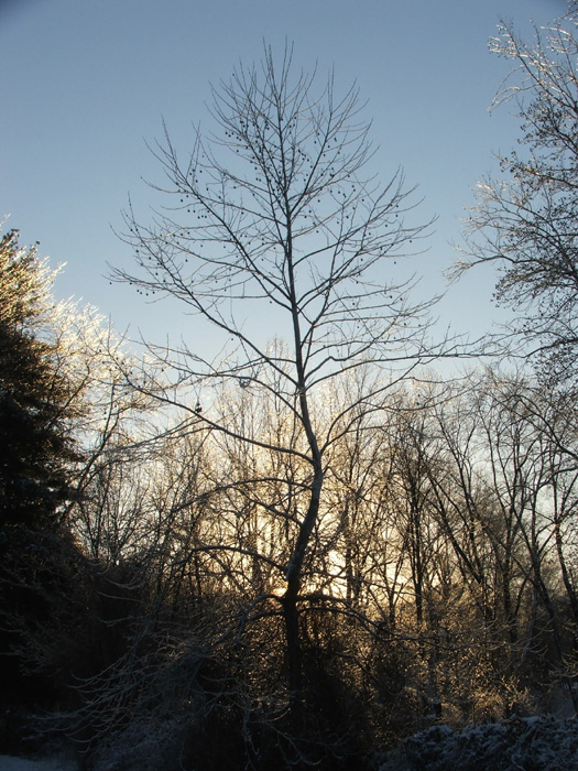 Ice Storm