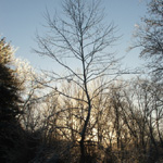 Ice Storm