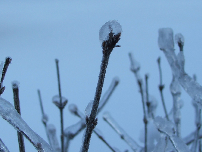 Ice Storm