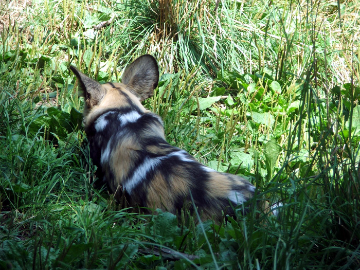 Woodland Park Zoo